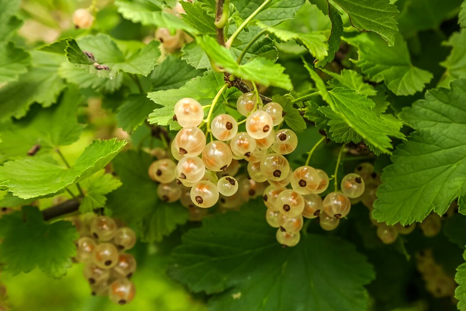 Currant garden fruits
