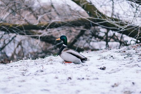 Branches december duck