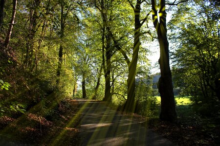 Rays nature walk photo