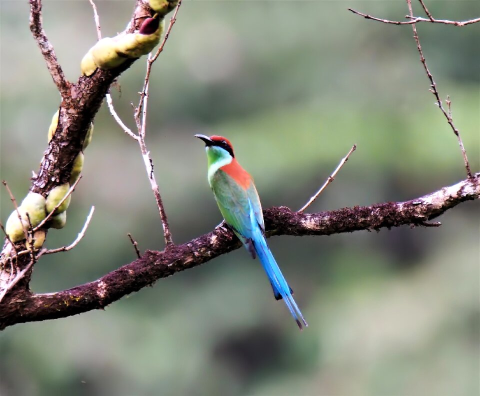 Nature beak avian