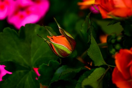 Nature plant rosa