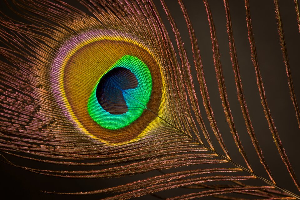 Feather peacock plumage