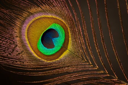 Feather peacock plumage