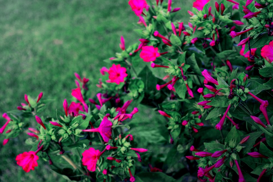 Purple flower flower floral
