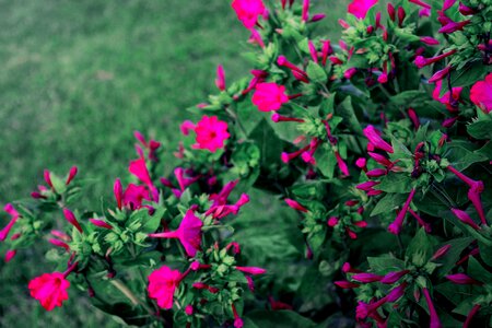 Purple flower flower floral
