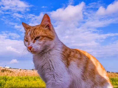 Nature mammal outdoor