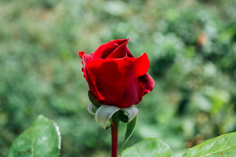 Beautiful bloom blooming