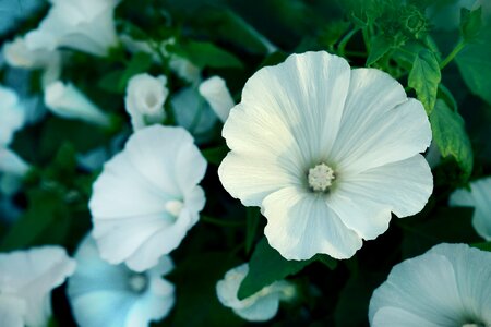 Floral nature petal
