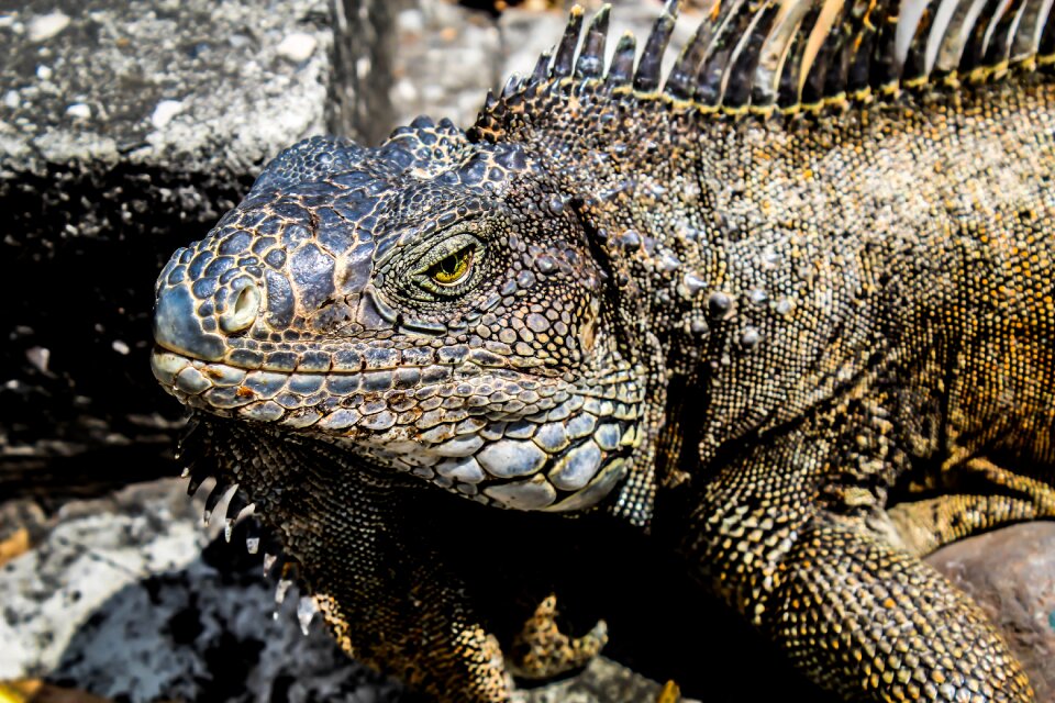 Animalia wildlife wild