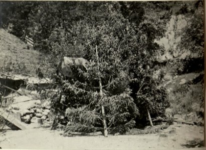 21 cm Mörser HUND gegen Sicht gedeckt. Aufgenommen am 4. Juli 1916. (BildID 15478934)