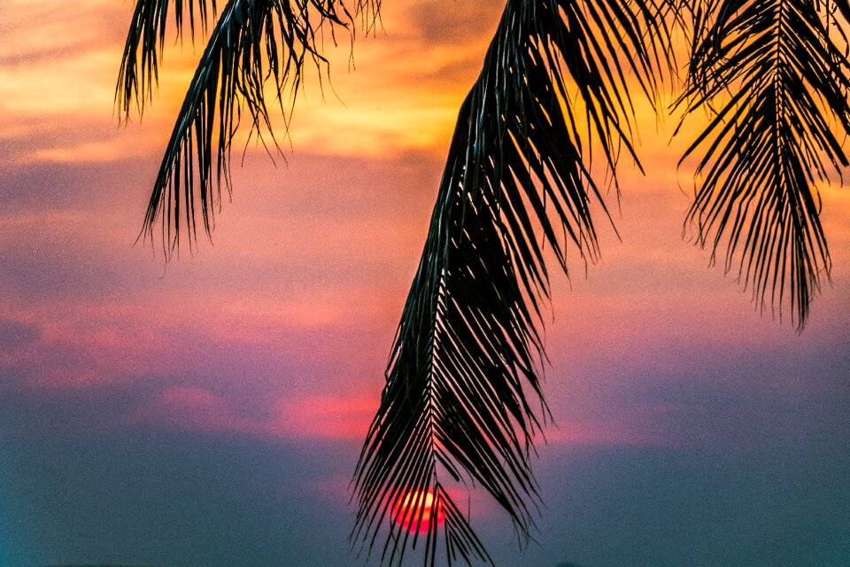 The coast arecaceae sky