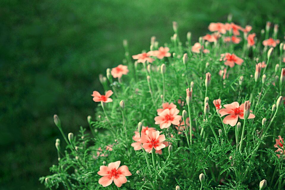 Nature plant blossom
