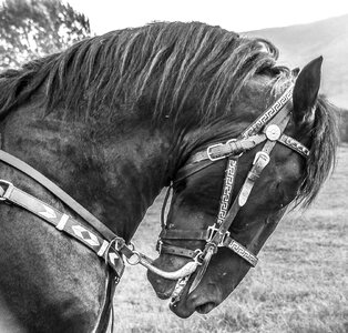 Horse horse head black and white photo