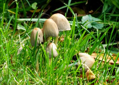 Mushroom picking brown brown mushroom photo