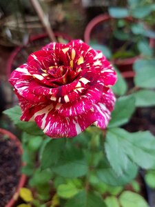 Stripes blossom flora