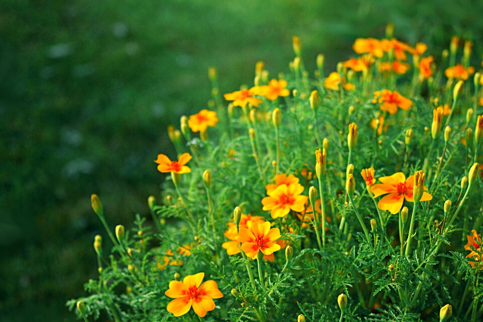 Garden flowers meadow nature