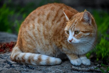 Cute animal nature