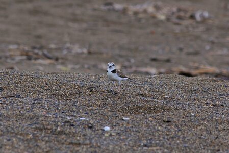 Little bird the list wild birds