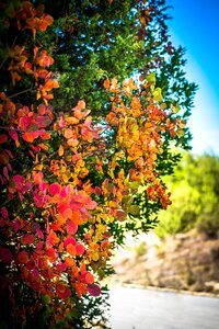 Leaves red landscape photo