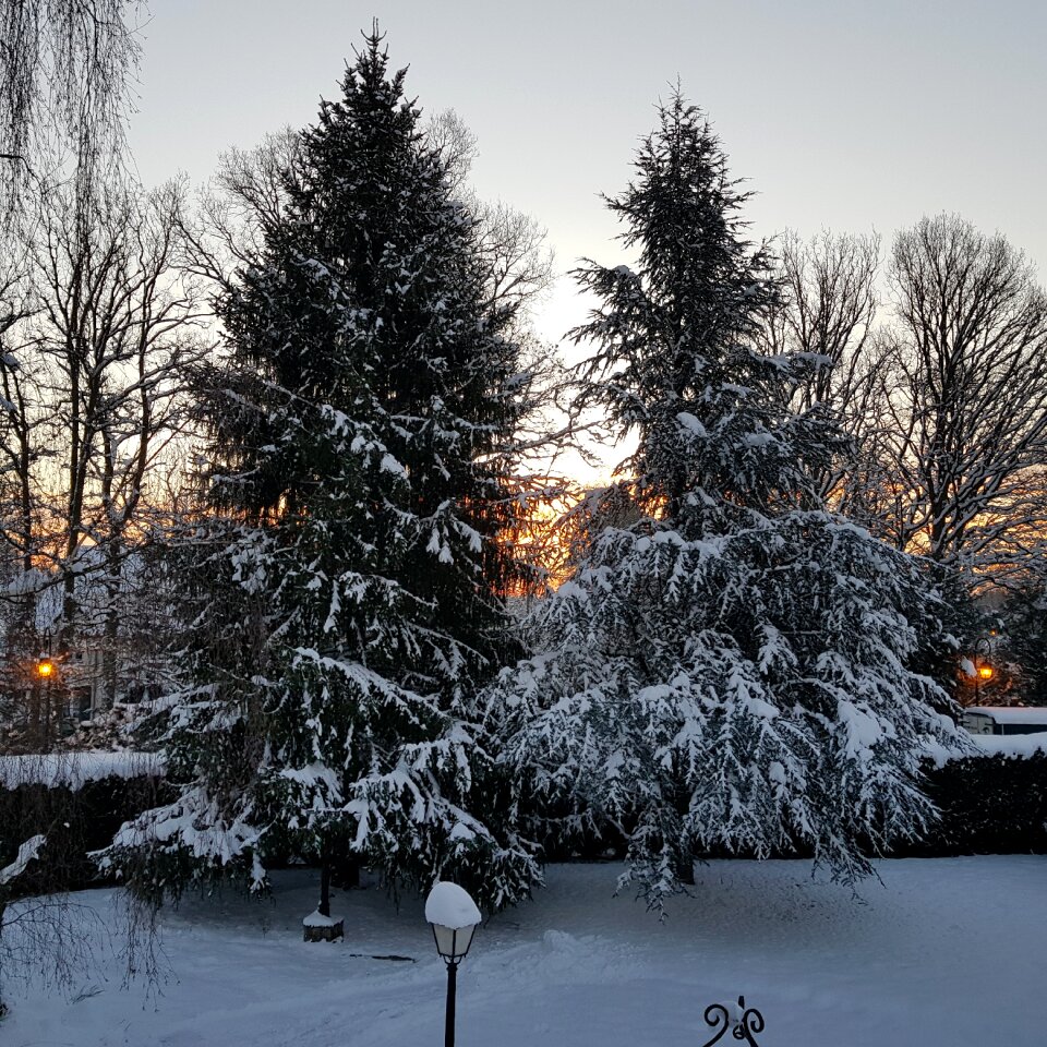 Frost tree garden