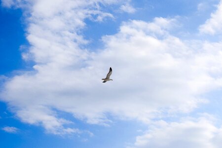 Sea gull outdoors freedom