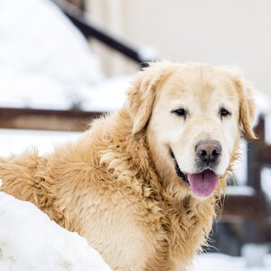 Mammal animal snow