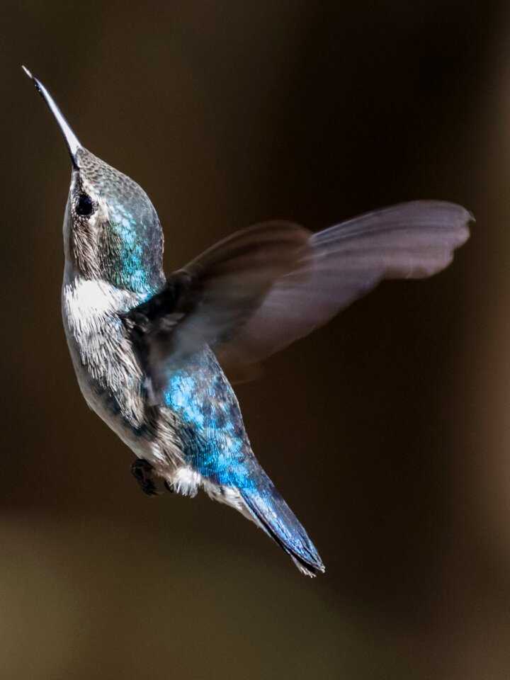 Endemic hummingbird bird