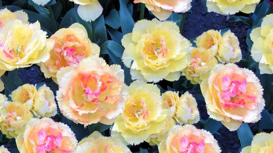 Tulip bulbs spring