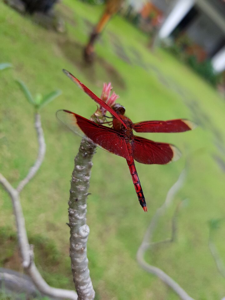Fauna insect summer