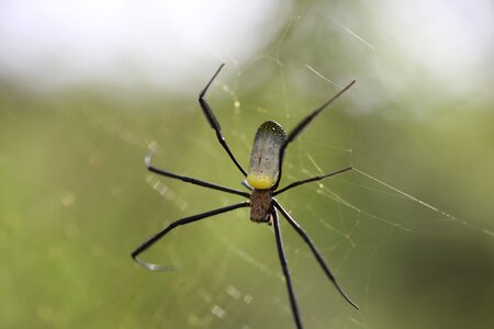 Nature invertebrate spiderweb photo