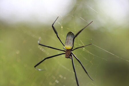 Nature invertebrate spiderweb