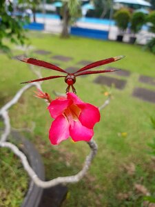Garden summer flora