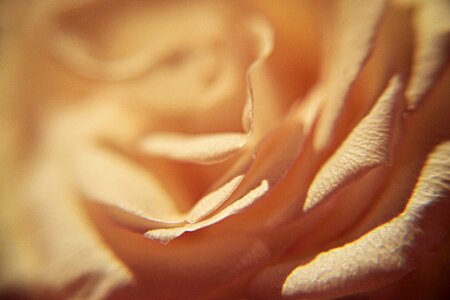 Petals soft gentle photo