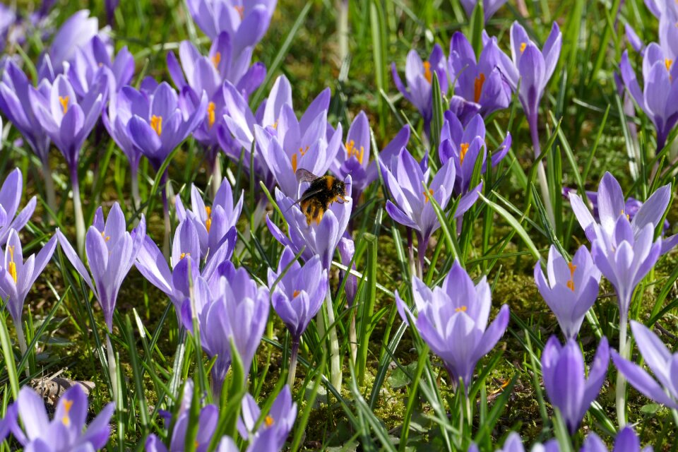 Flower nature plant