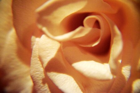 Gentle flowers brown rose
