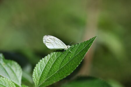 Flora insect summer photo