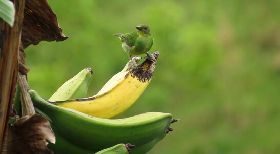 Banana tree fauna quindio photo