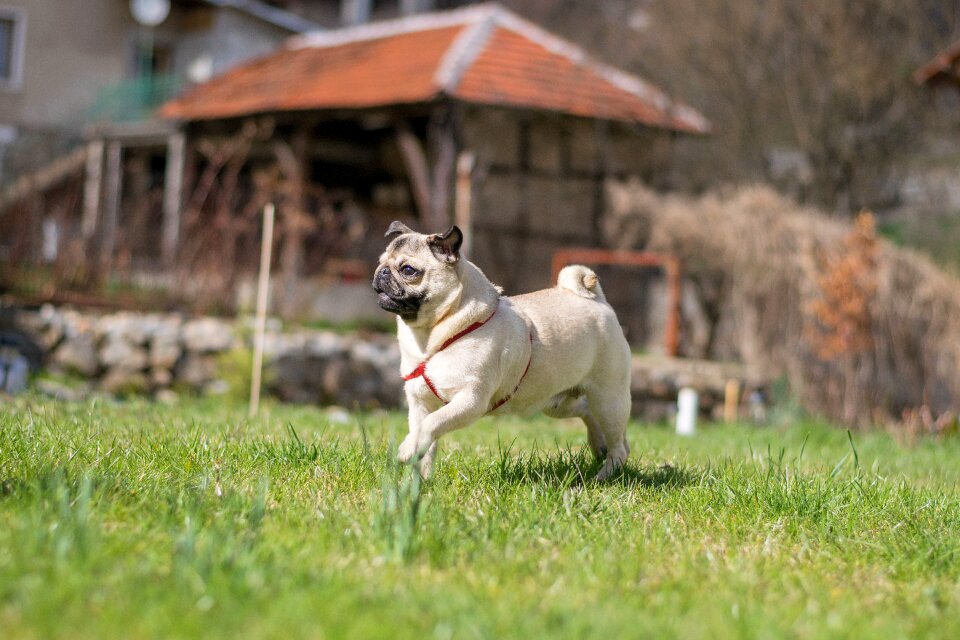 Outdoors summer dog