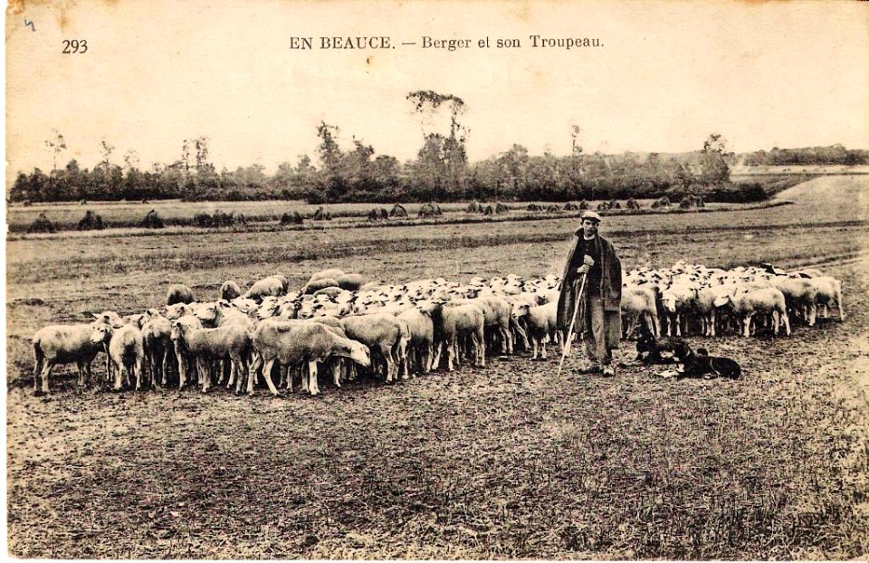 293 En Beauce Berger et son Troupeau Neurdein frères (France)