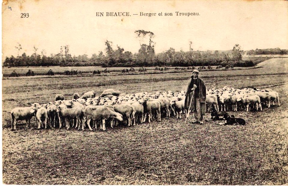 293 En Beauce Berger et son Troupeau Neurdein frères (France) photo