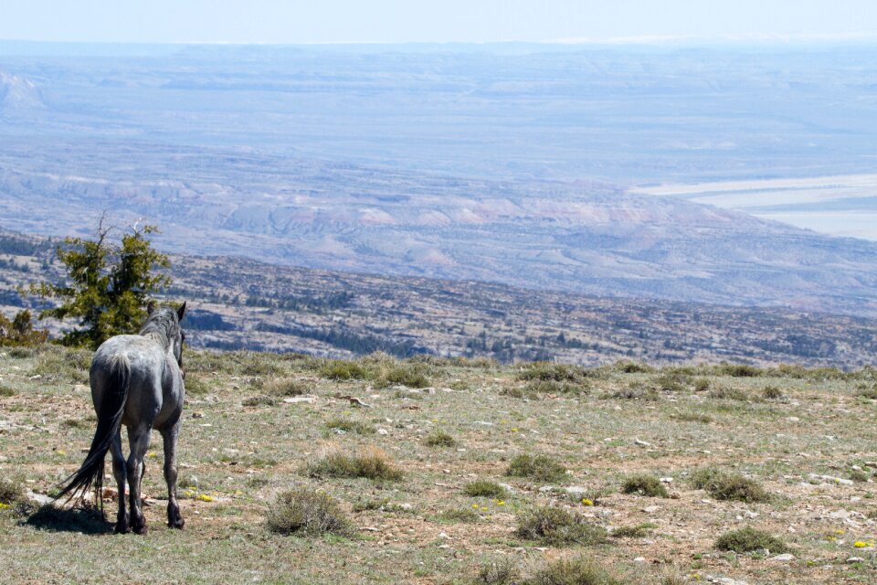 Animal horse freedom photo