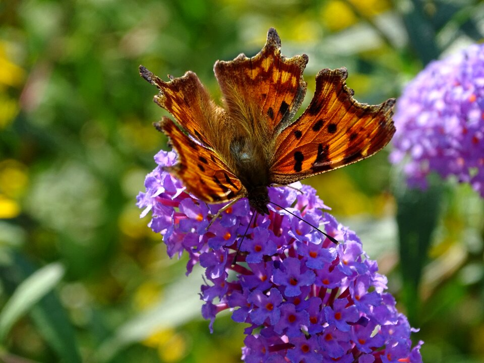 Butterflies insect close up