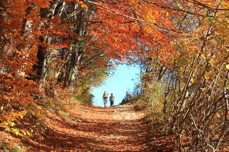Pieniny autumn nature