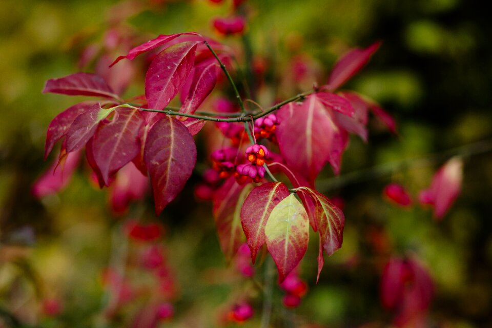 Beautiful bokeh botany