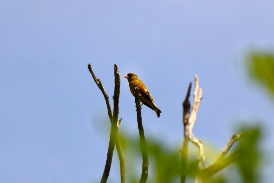 Little bird greenfinch wild birds