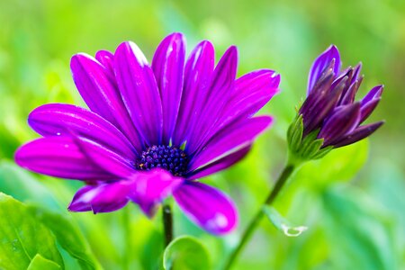 Purple flower summer photo
