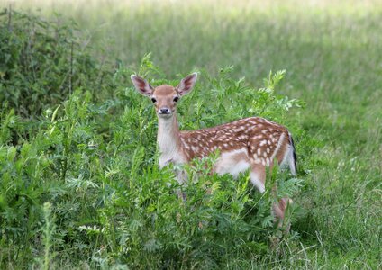 Grass animal world animal