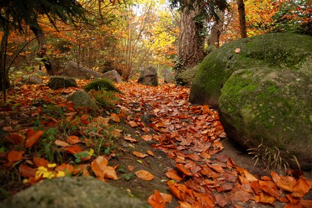 Trail autumn autumn leaves photo