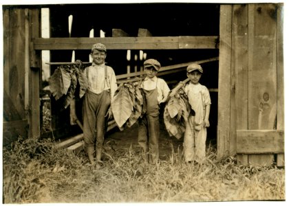 3 'leaf-boys' 9 and 9 and 11 years old, Cybalski Tobacco Farm. LOC nclc.00738