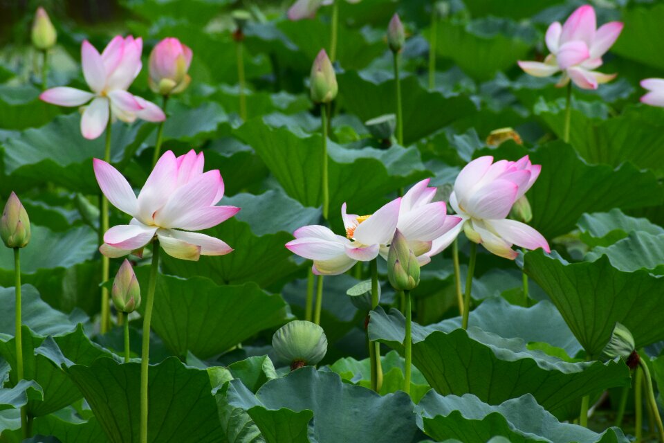 Lotus flower nature plant